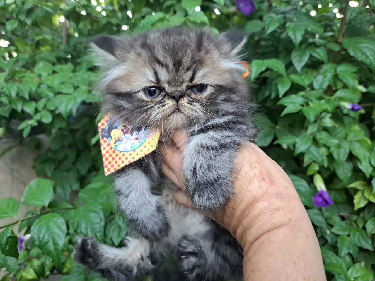 Gato persa macho *54