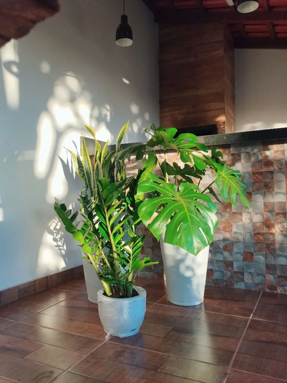 COSTELA DE ADÃO  - Foto 5