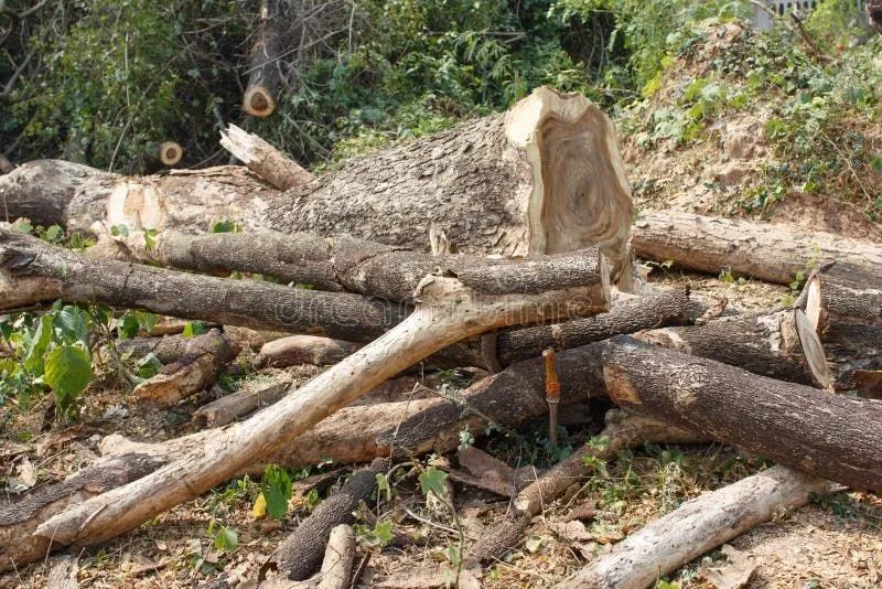 Corte e poda de árvores  - Foto 4