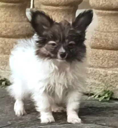 Filhote Papillon Femea