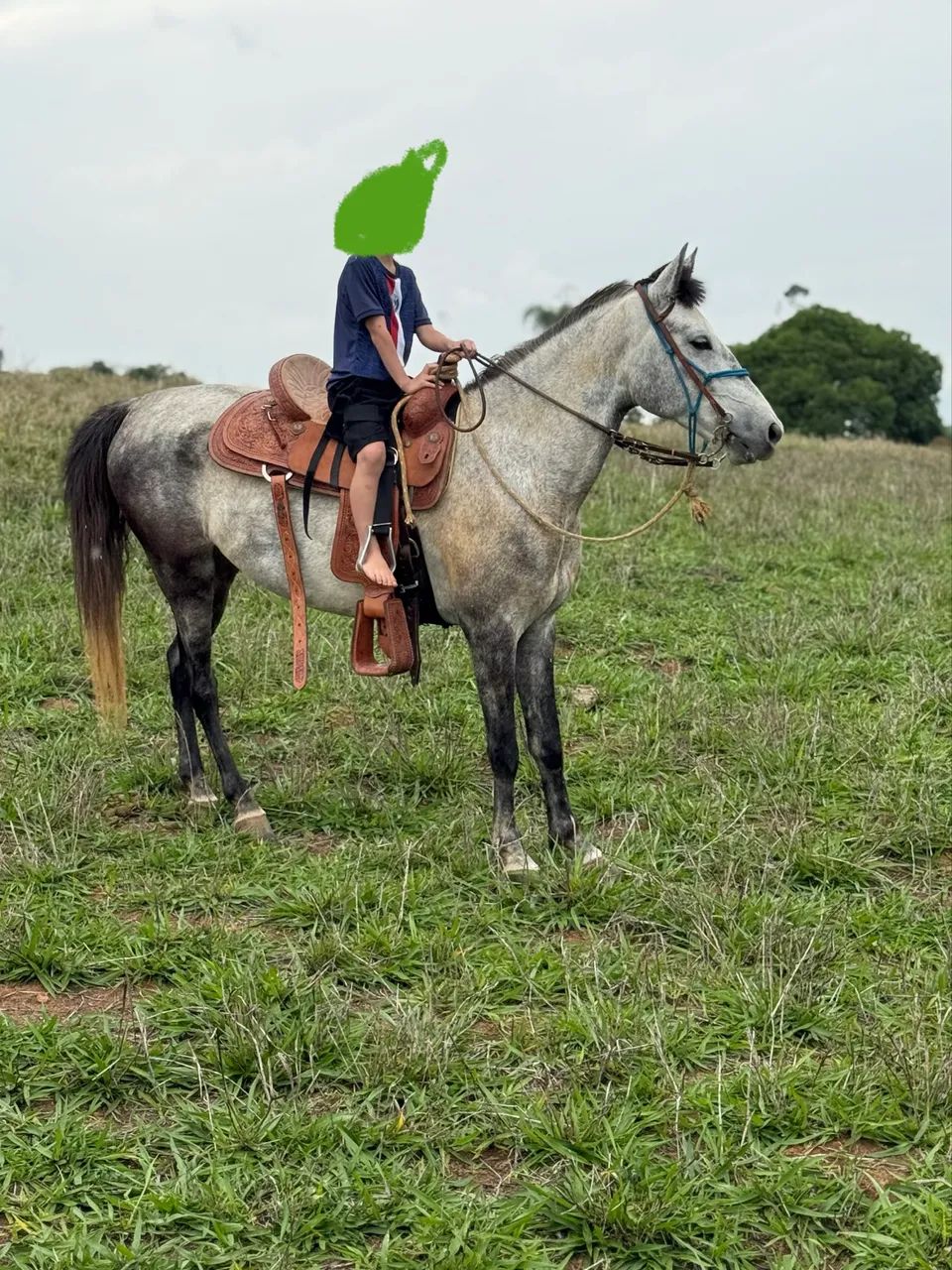 Cavalo mangalarga tordilho  - Foto 3