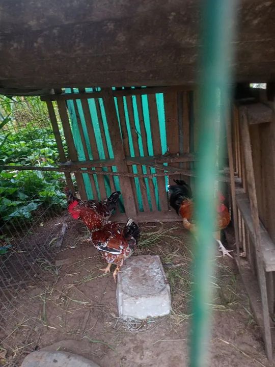 Frangos pintados  lindos - Foto 2