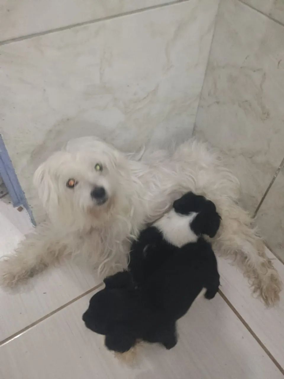 Animais portes pequenos  - Foto 5