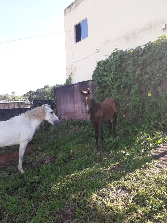 Égua Branca & Cavalo dóceis e mansos  - Foto 6