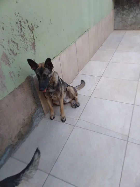 Doa.se pastor alemao - Foto 3