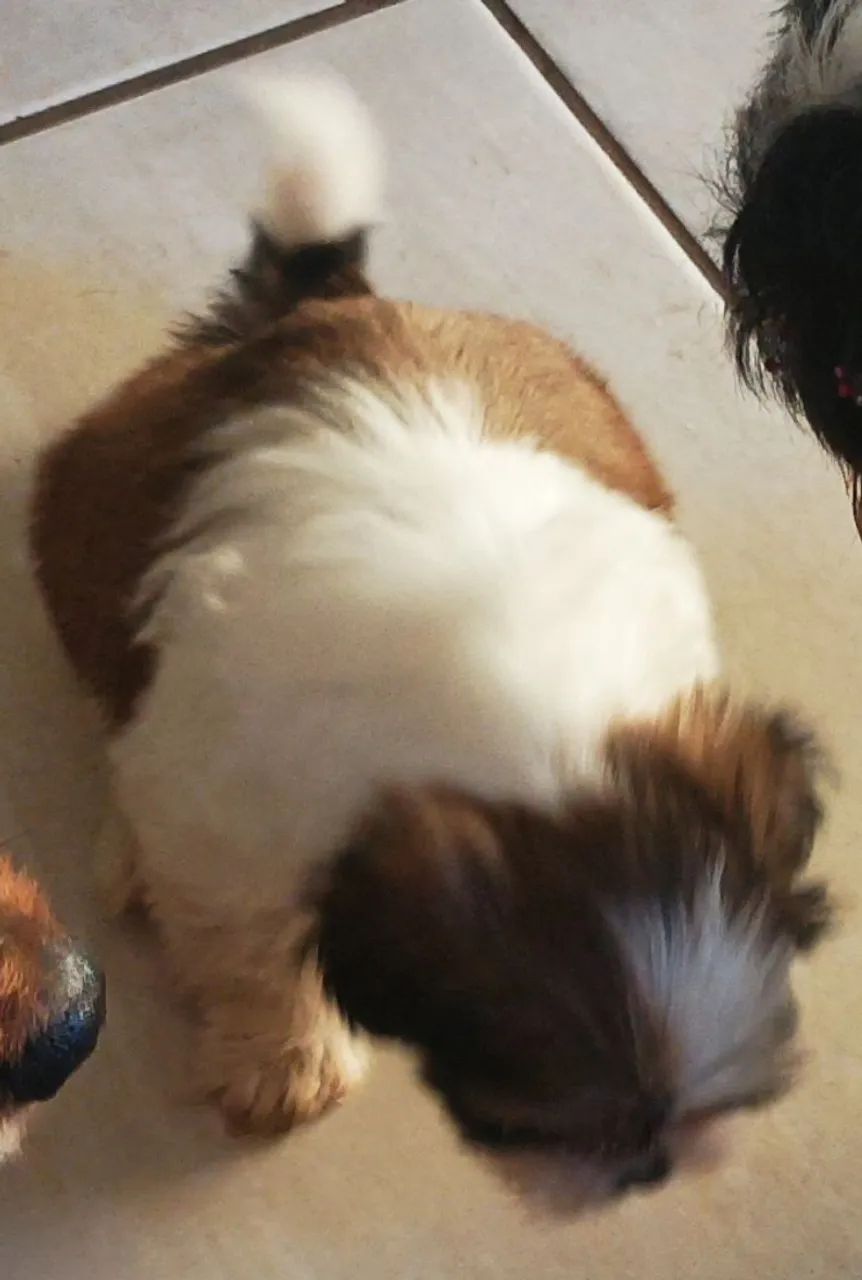 Shih Tzu Fofo vende - Foto 5
