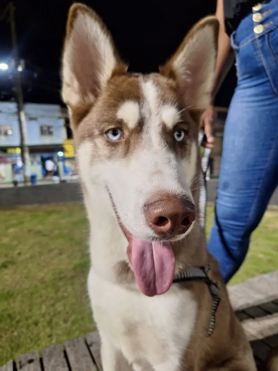 Husky Siberiano - macho