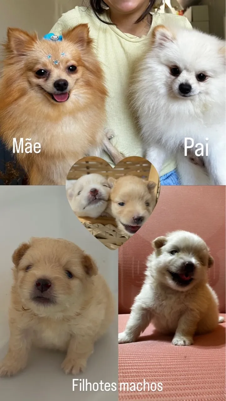 Filhotes Machos de Spitz Alemão