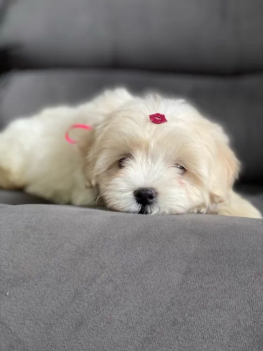 Filhote de Maltês FÊMEA 