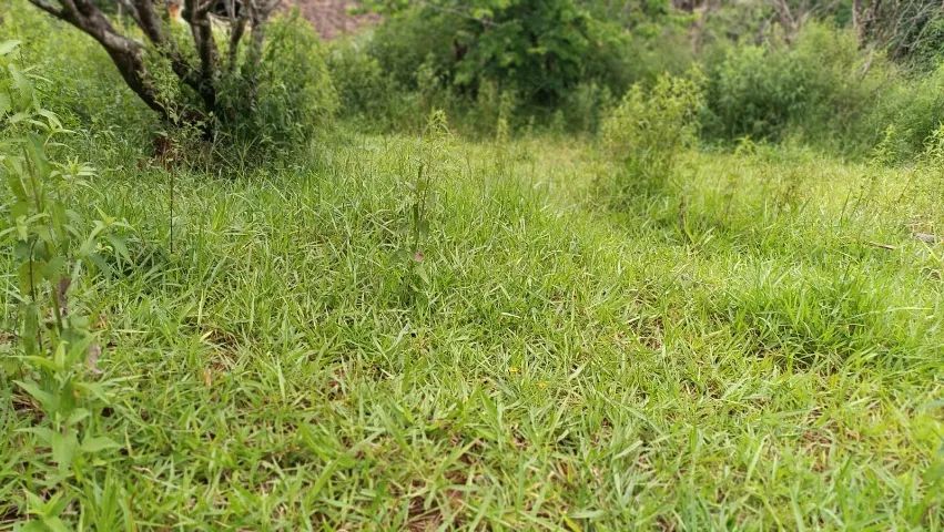 Ótimo sítio venda em São João Nepomuceno MG.  - Foto 6