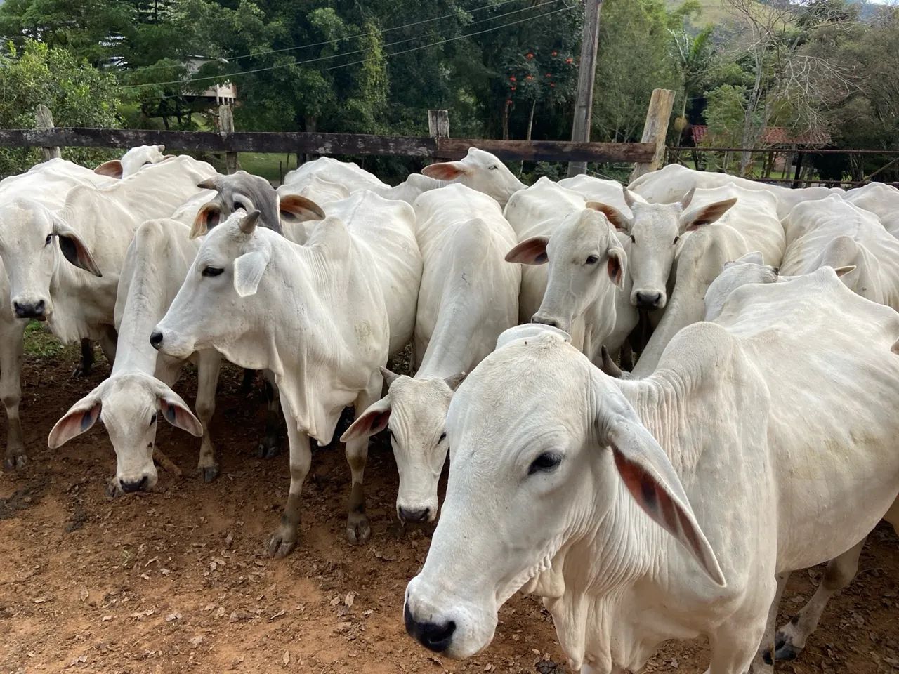Bezerros Nelore para Cria e Recria - Foto 4