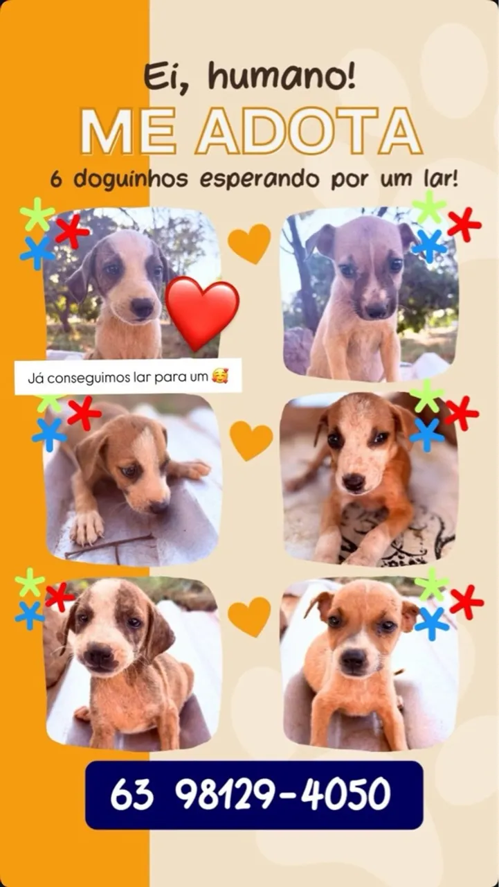 Adote um filhote! 6 doguinhos esperando por um lar!