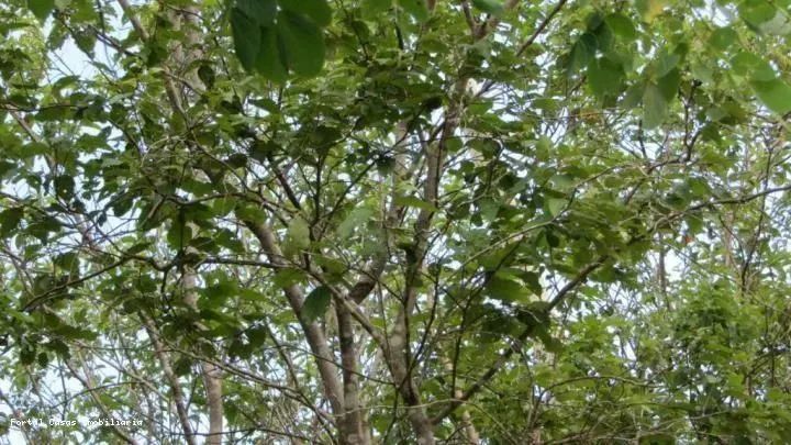 Fazenda para Venda em Trairi, Zona Rural - Foto 3