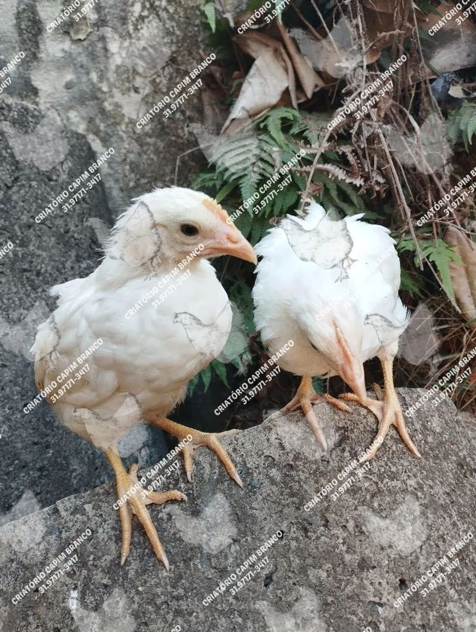 Franga poedeira galinha Novogen Tinted ovos marrons<br>