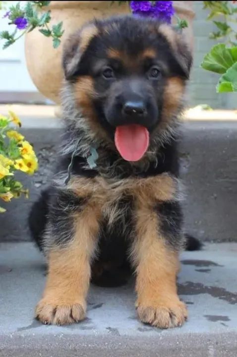 Filhote de Pastor Alemão dócil 