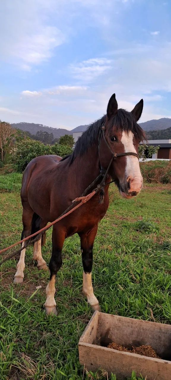 Cavalo cuiudo  - Foto 6