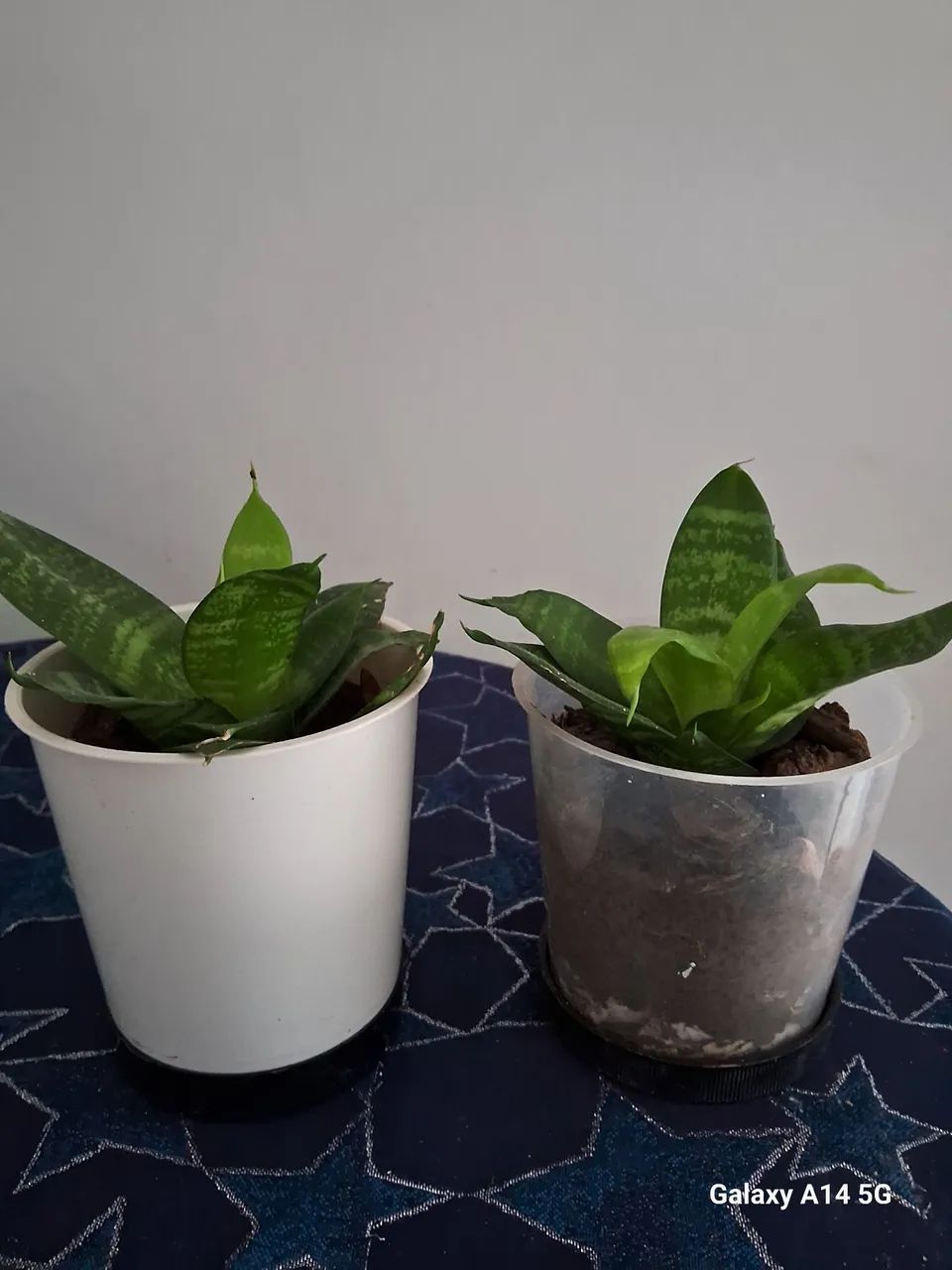 Mudas de Plantas