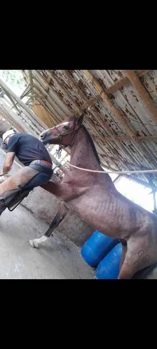 Cavalo crioulo ? ROUBADO ? em navegantes.