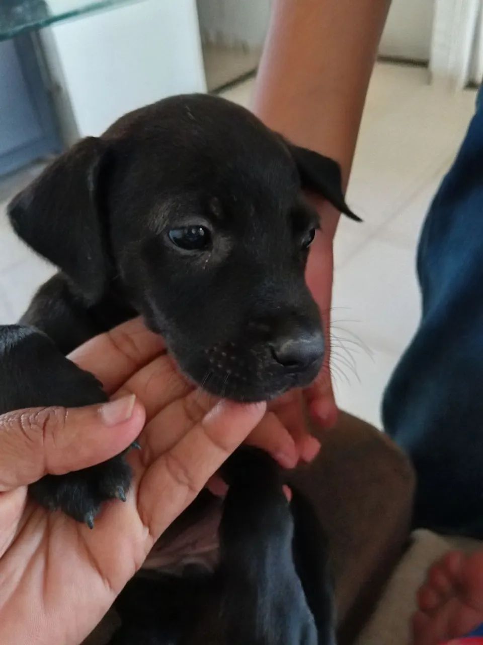 Cachorro labrador  preta