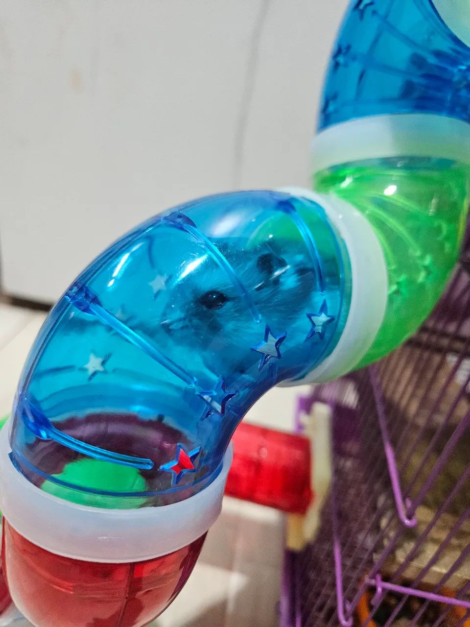 Hamster com gaiola - Foto 5