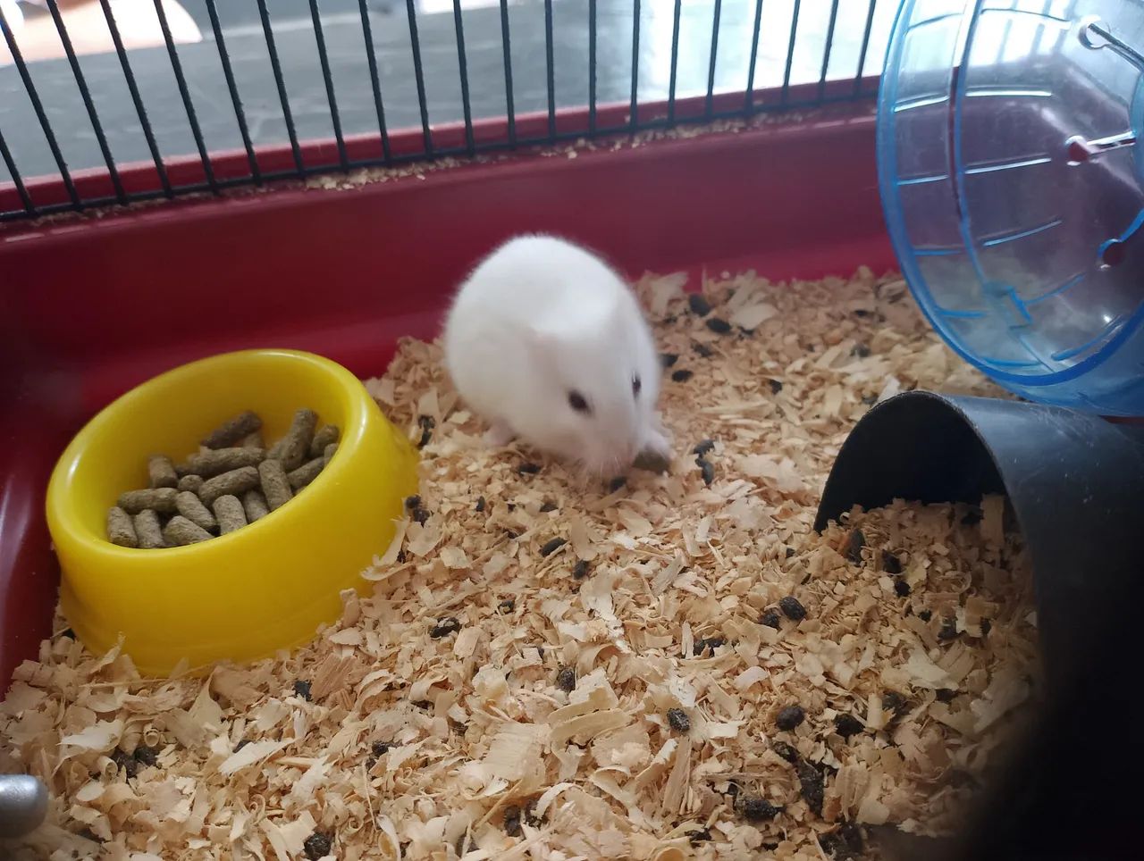 Ramester chinês  - Foto 2