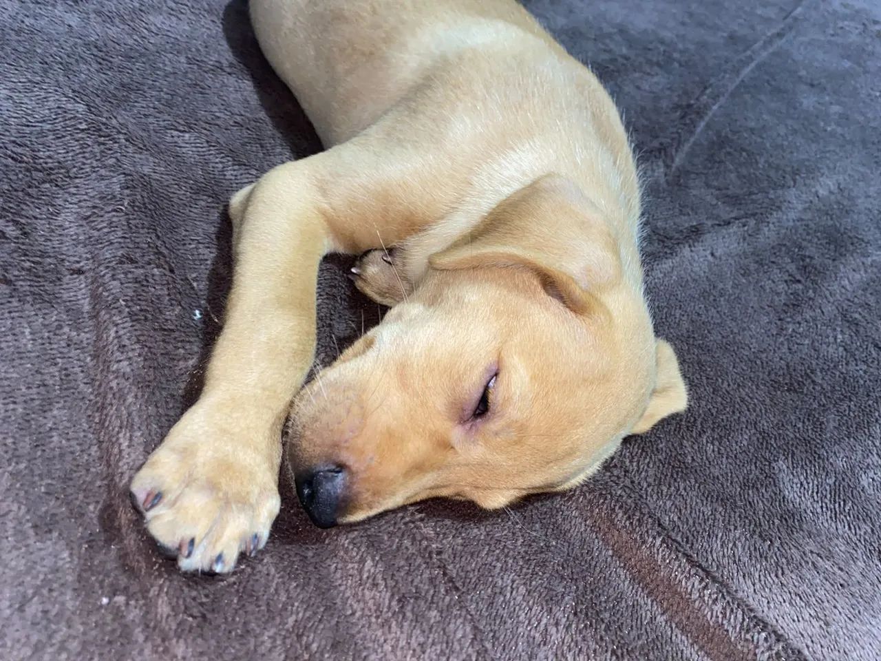 DOAÇÃO LABRADOR  - Foto 2