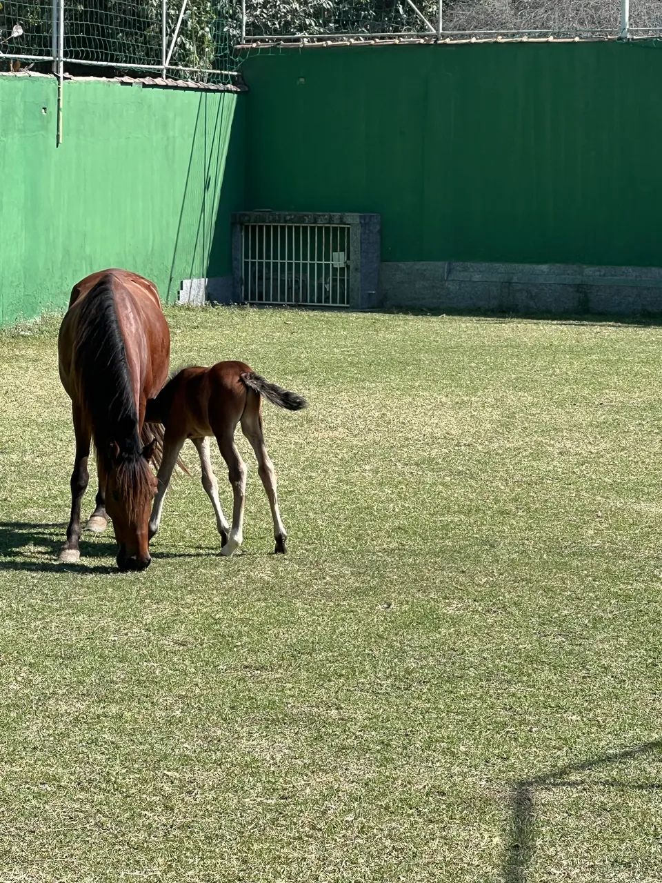 VENDO ÉGUA E POTRO COM 6 MESES - Foto 2