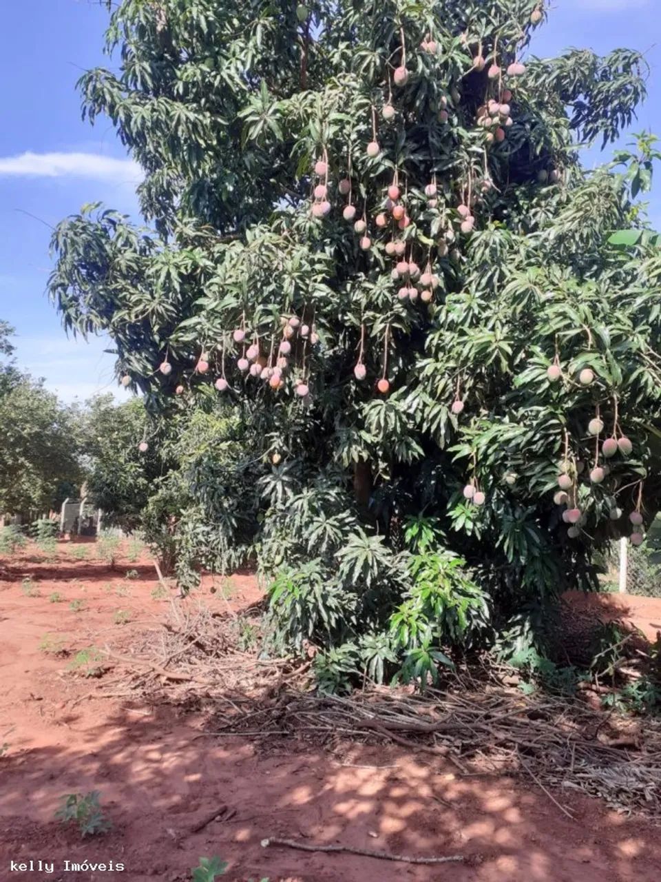 Chácara para Venda em Pirapozinho / SP no bairro Portal Do Paranapanema - Foto 10