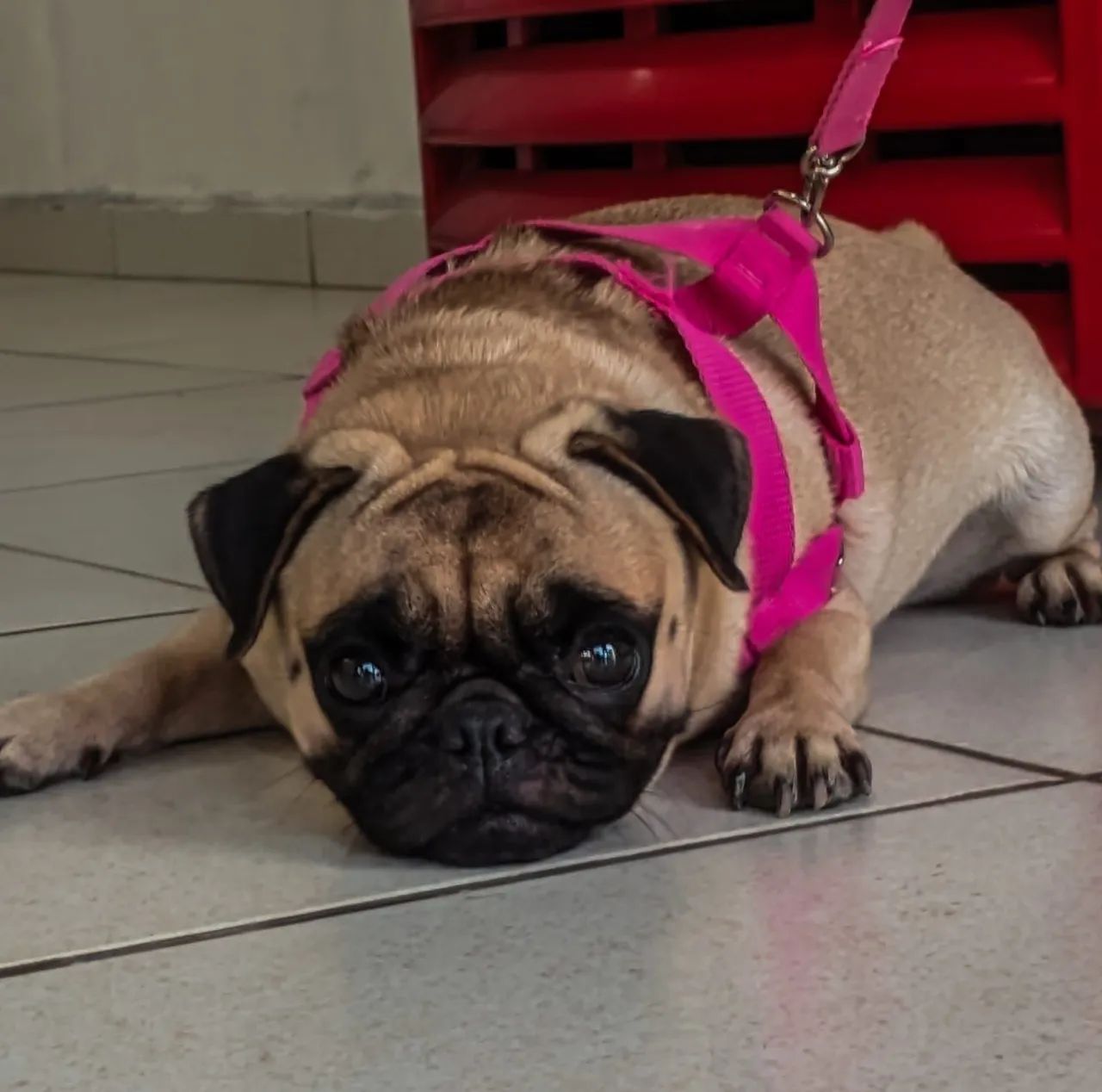 Pug filhote - Foto 4