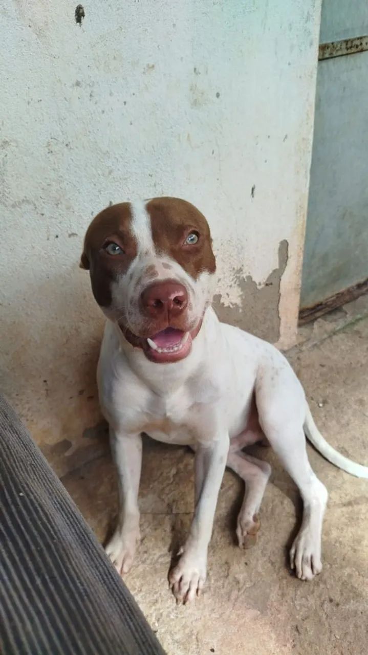 pitbull procurando namorada  - Foto 4