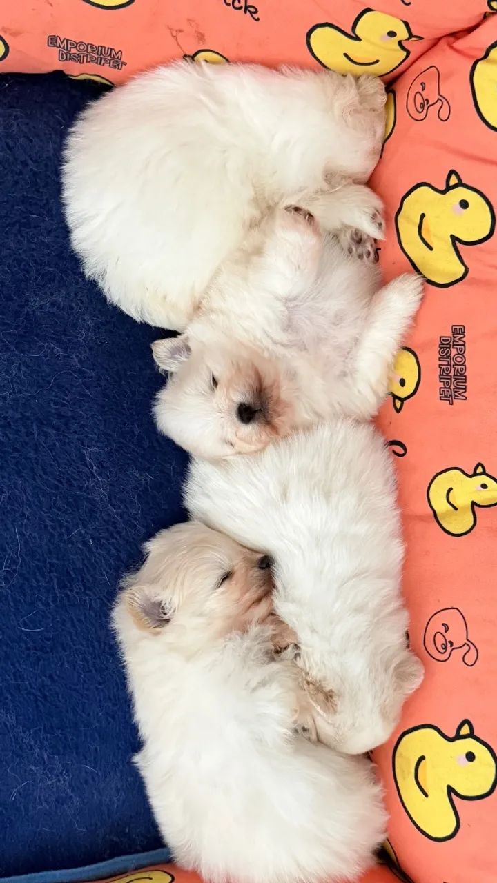 Cachorro - Foto 4