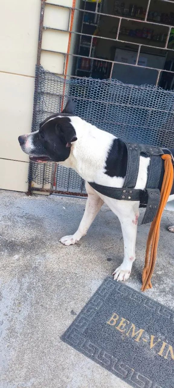 Pitbull abandonado - Foto 4