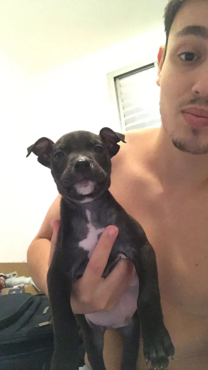 Pitbull filhote 