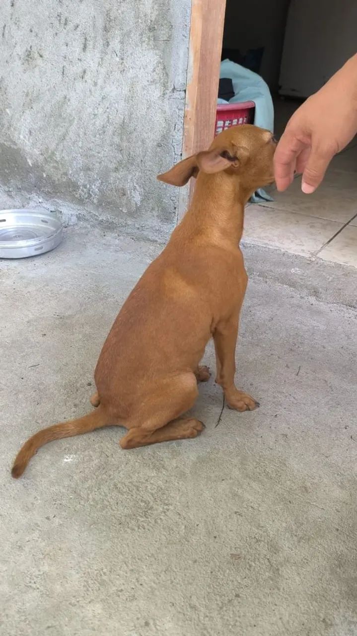 DOAÇÃO PITBUL COM VIRA-LATAS  - Foto 3