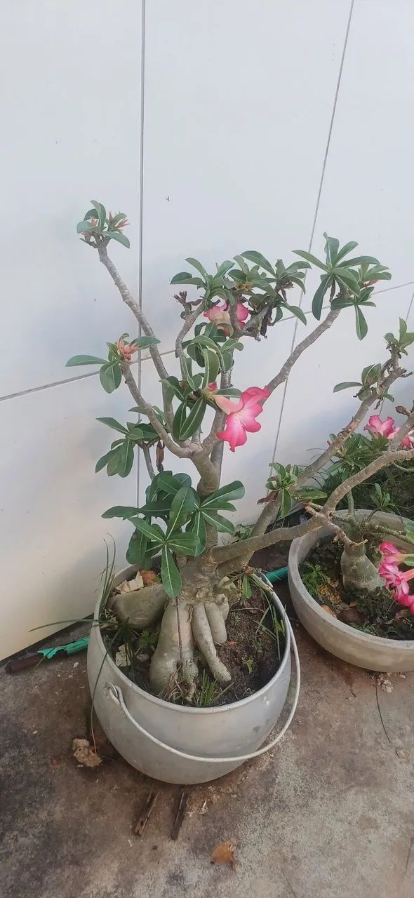 Rosa do Deserto. - Foto 3