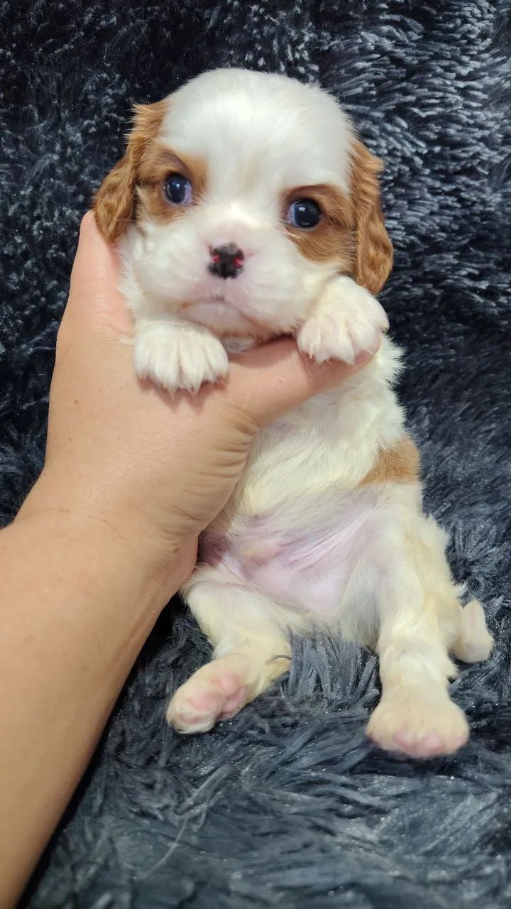 Cavalier king Charles Spaniel ? - Foto 3