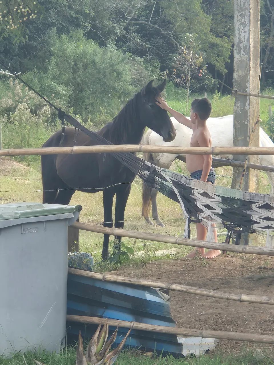 Vendo Cavalo e Égua  - Foto 4