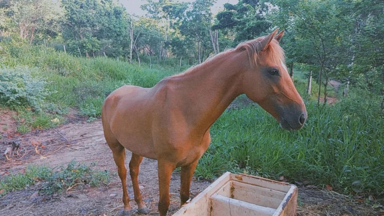 Égua quente pra quem gosta - Foto 2