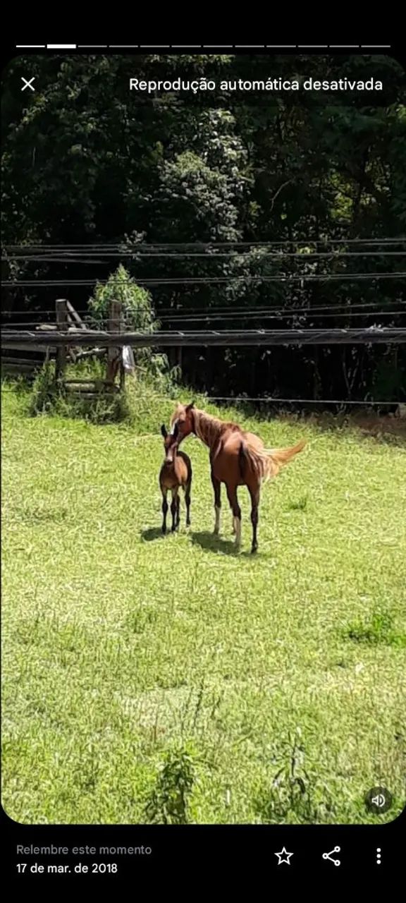 Burro  - Foto 4