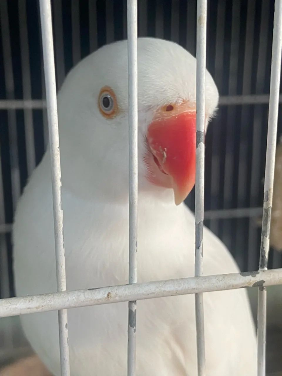 Gaiola 