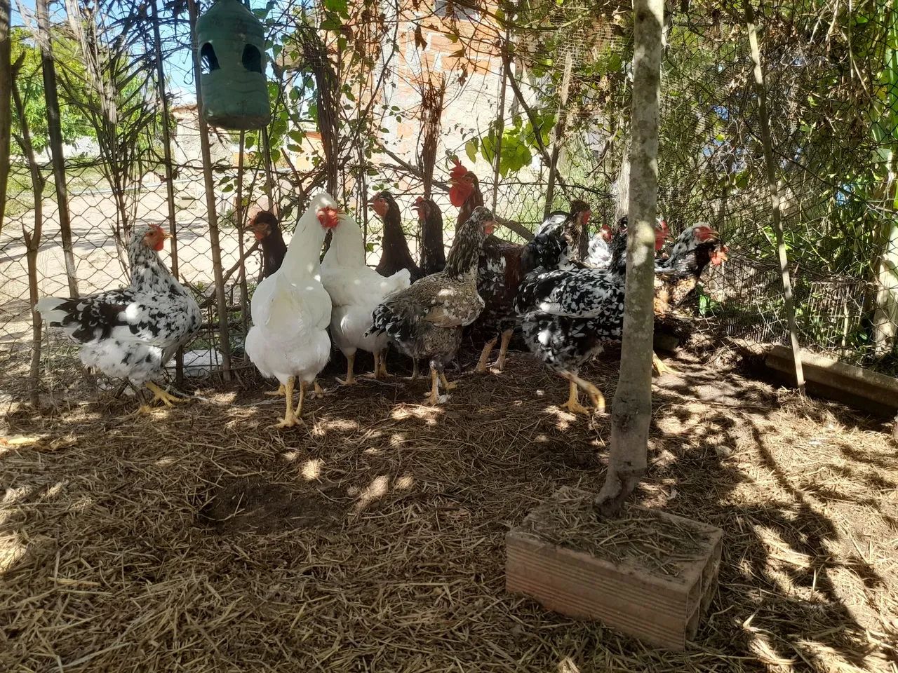 Ovos férteis galinha Balão  - Foto 2