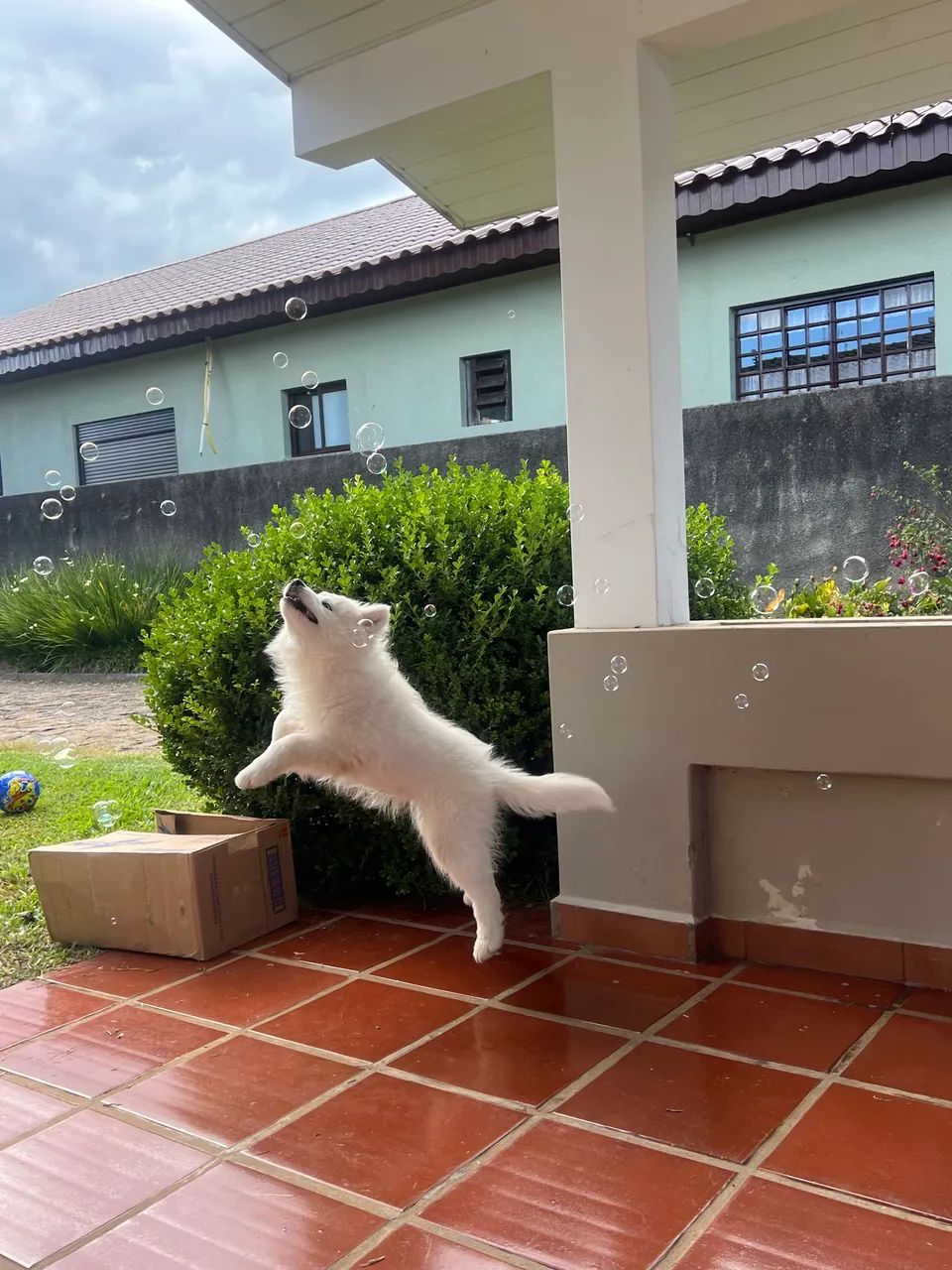 Filhote de samoieda fêmea 