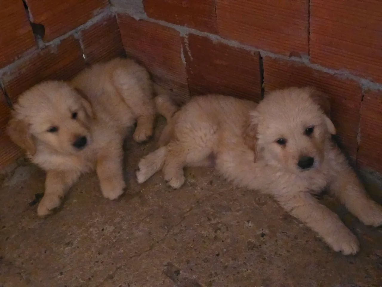 Golden retriever  - Foto 3