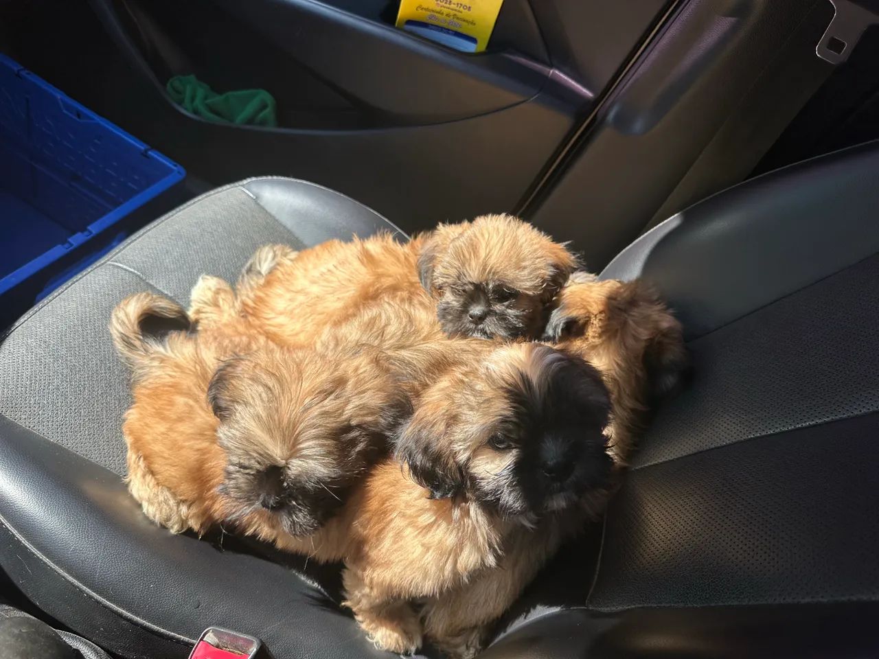 Filhotes Shih Tzu 700 reais  - Foto 3