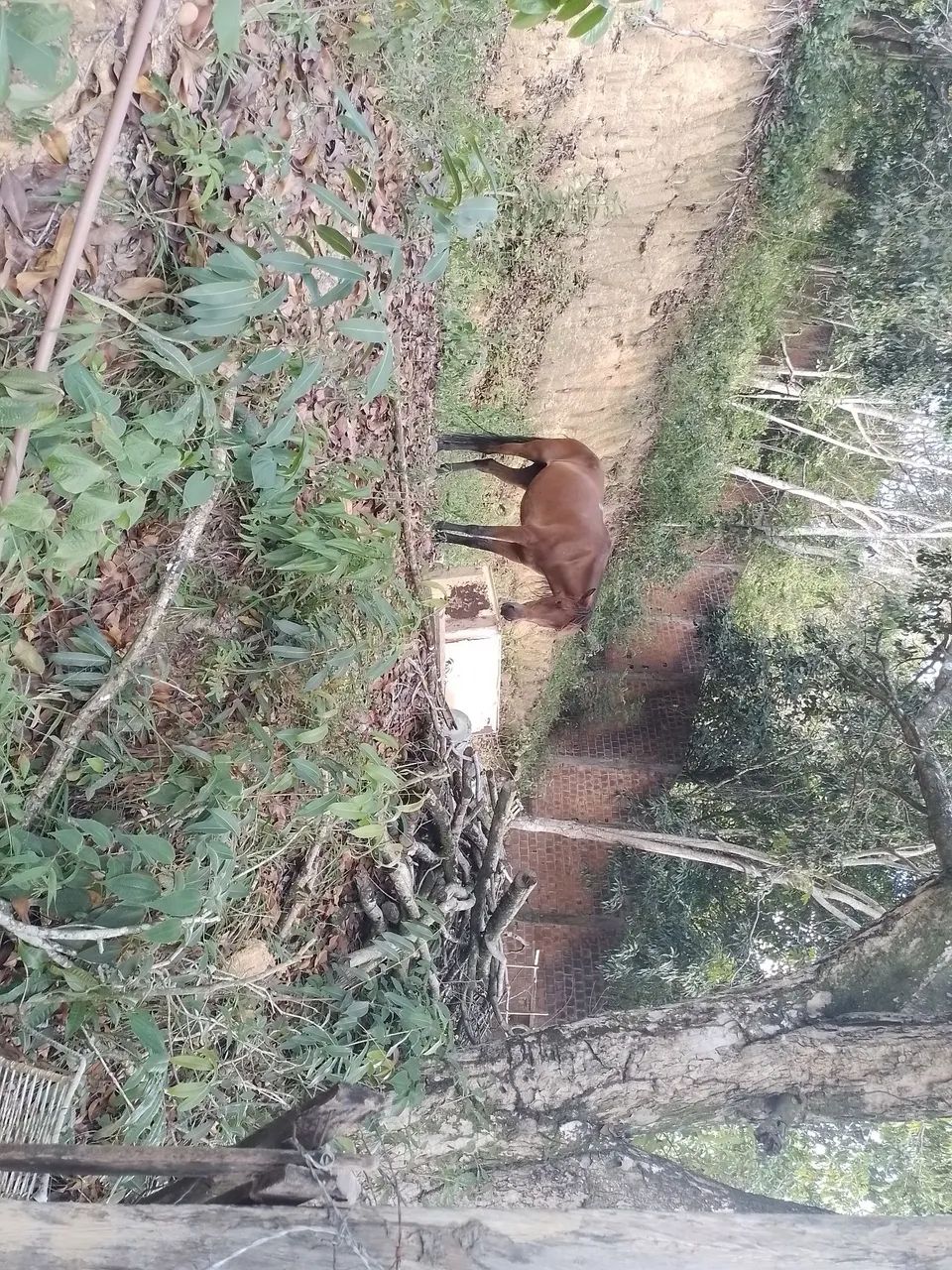 Terreno para sitio, chacara no precinho  - Foto 5