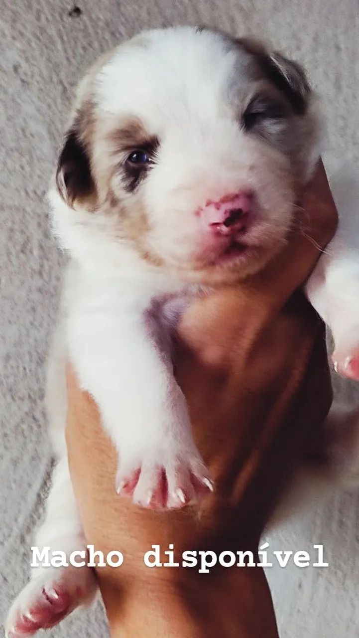 Border Collie Rott Filhotes de border collie - Cachorros - Zona 07, Maringá 1546924596 | OLX