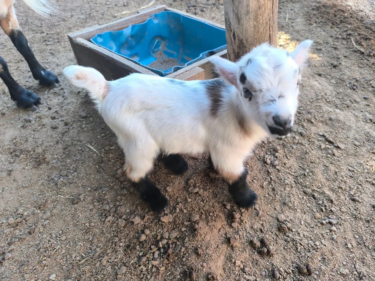 Mini cabra  - Foto 2