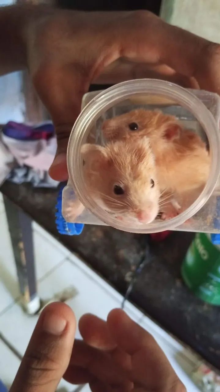 Hamster sírio 