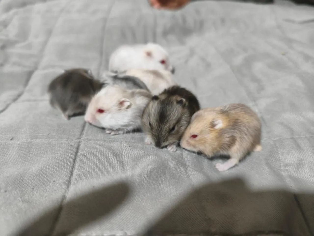 Hamster filhotes