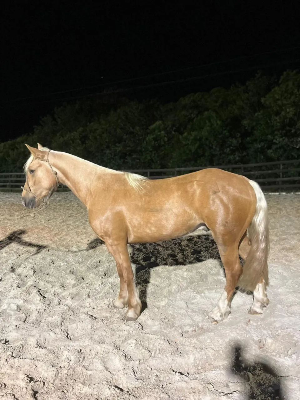 Cavalo crioulo de laço  - Foto 6
